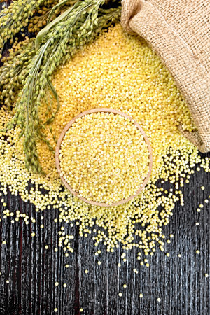 Millet groats in a bowl, on a table and in burlap sack, stalks with ears of millet on background of a wooden board from aboveの写真素材