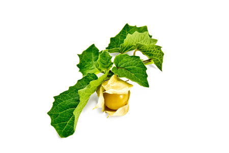 Physalis ripe yellow, twig with leaves isolated on white backgroundの写真素材