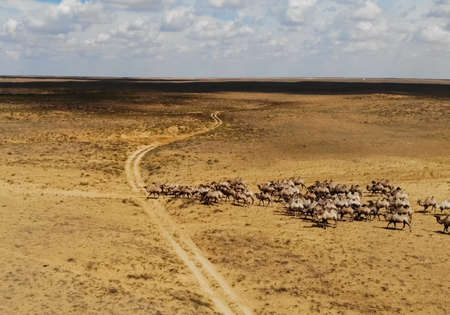 Camels in the steppe. Grazing camels in the steppesの写真素材