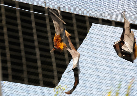Bats in a zoo cage. Bats hang head down.
