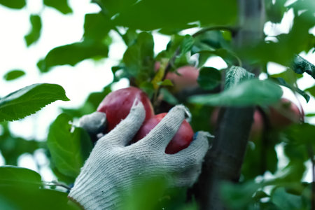 Gloved hands pluck apples from the branches of an apple tree.の写真素材