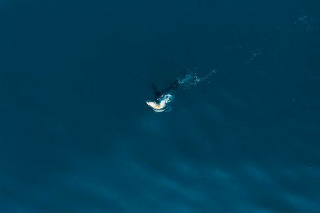 Sea seal swimming in the ocean, top viewの写真素材