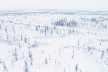 forest-tundra in winter view from the height of a drone,