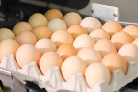 Chicken eggs on conveyor line at egg packing factory.