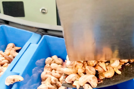 Cashew nuts processing at cashew production factory, conveyor lines and processing stages.