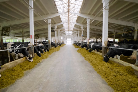 Cows on the farm eat chopped hay from behind the stall, bowing their headsの写真素材