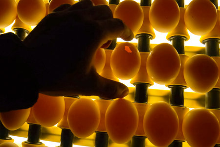 Male hand removing broken egg from batch on conveyor rejection line.の写真素材