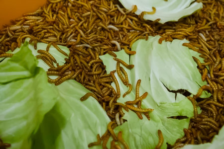 The larvae of the flour beetle Tenebrio molitor on a larval farm eat cabbage leavesの写真素材