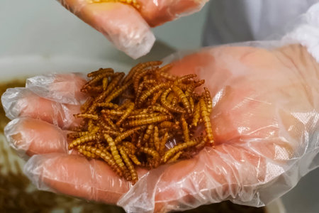 Larvae of the beetle Tenebrio molitor on a man's palm. growing larvae for spice needs.の写真素材