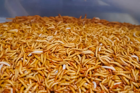 Larvae of the beetle Tenebrio molitor in large numbers on a larval farmの写真素材