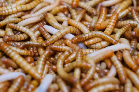 Larvae of the beetle Tenebrio molitor in large numbers on a larval farmの写真素材