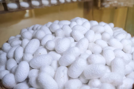 Boiled silkworm cocoons, preparing cocoons for unweaving them into threads