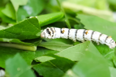 Silkworm caterpillar on mulberry leaves.の写真素材