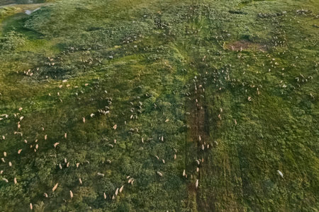 Reindeer running across the summer tundra, top viewの写真素材