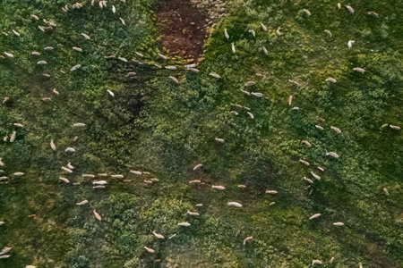 Reindeer running across the summer tundra, top view