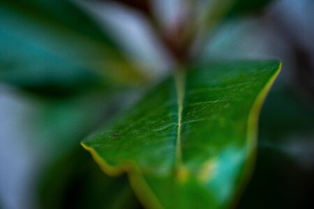 Macro photo of vivid bright and colorful green plant