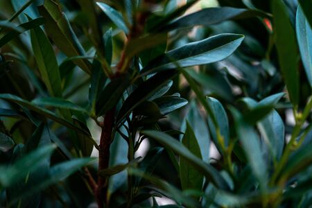 Macro photo of vivid bright and colorful green plantの写真素材