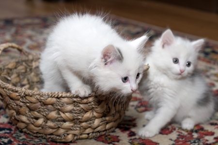 Entertainments of restless kittensの写真素材