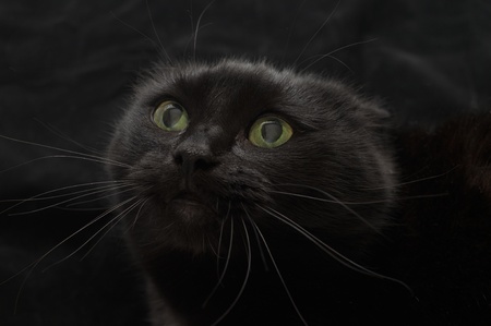 Malicious black cat on a black background の写真素材