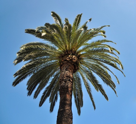 Top of palm treeの写真素材