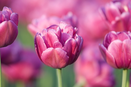 Tulips