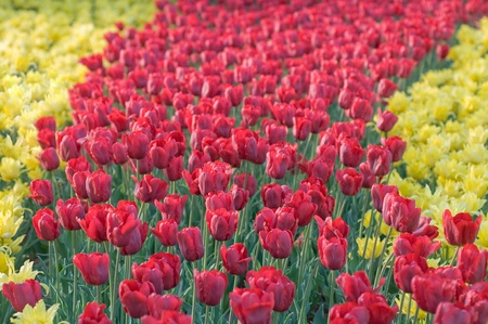 The road of red tulipsの写真素材