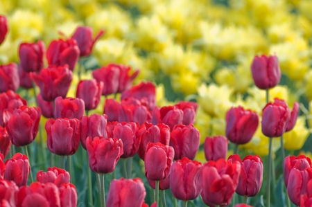 Tulipsの写真素材