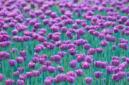 Tulipsの写真素材