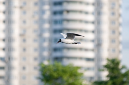 Seagull in flightの写真素材