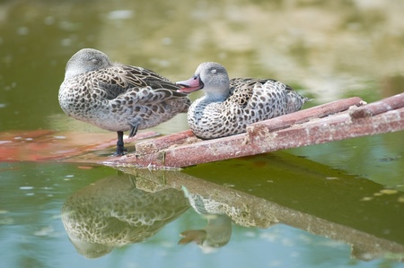 Cape Teal (Anas capensis)の写真素材