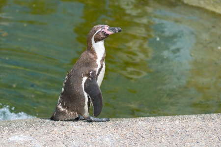 Humboldt Penguin (Spheniscus humboldti)の写真素材