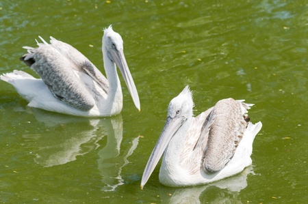 Dalmatian Pelican (Pelecanus crispus)の写真素材