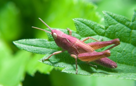 Grasshopperの写真素材