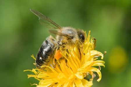 A bee pollinates a flower 