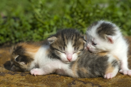 little kittensの写真素材