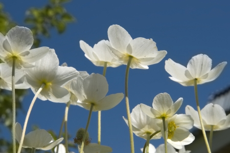 Flowers against the blue skyの写真素材