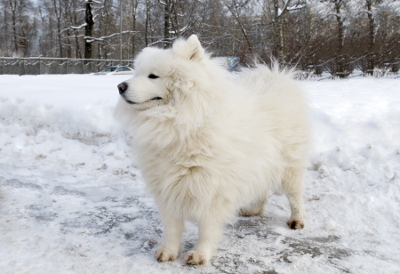 Samoyedの写真素材