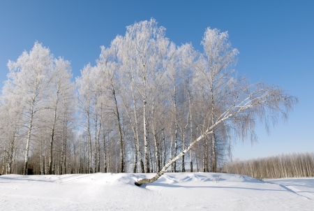 Birch wood in winter Russiaの写真素材