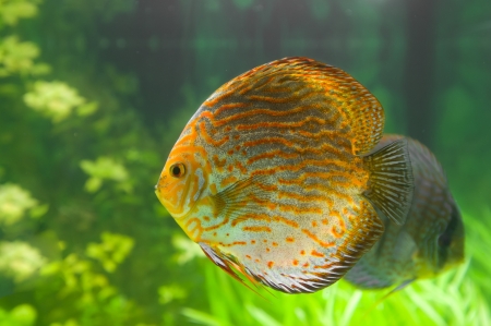 Beautiful colored fishの写真素材