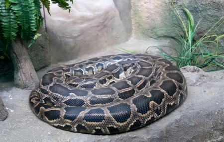 Tiger python  Python molurus 