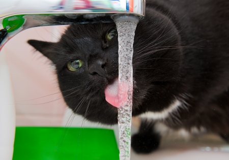 Black cat drinking water in bathroomの写真素材