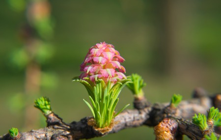 Larix - larch flowerの写真素材