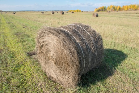 Autumn field in countryside. Haymaking time in Central Russia