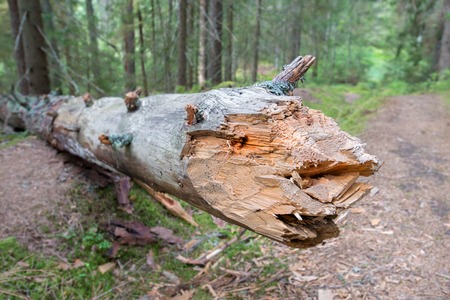 Log is a terrible animal blocked the roadの写真素材