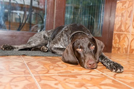 Puppy, breed Kurzhaar, sad at home and wants to hunt