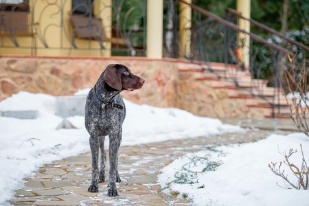 Puppy, breed Kurzhaar, a walk in the winterの写真素材