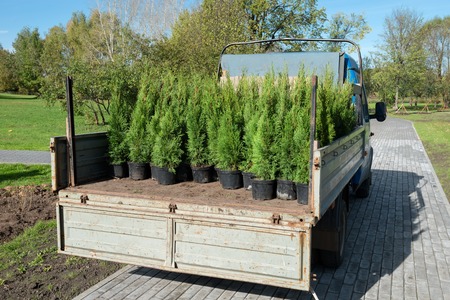 Freight car with seedlings for plantingの写真素材