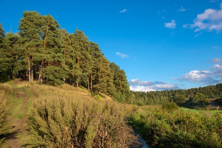 Big beautiful pine trees grow on the big hill above the riverの写真素材
