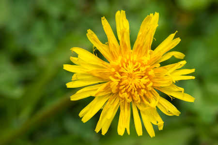 Beautiful yellow flower on a background of green grassの写真素材