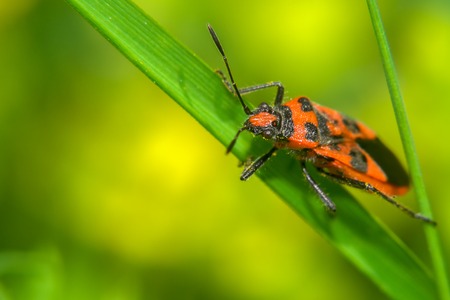 Red and black beetle on the green grass